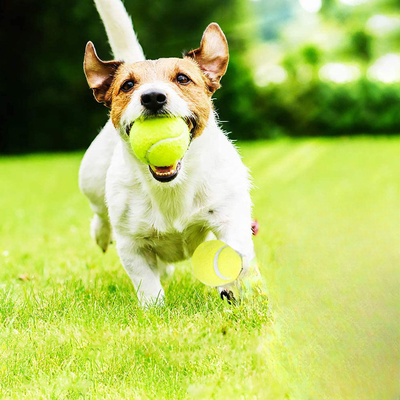 لعبة تنس تفاعلية مخططة من المط - مراجعة Sports Equipment For Tennis وسعره